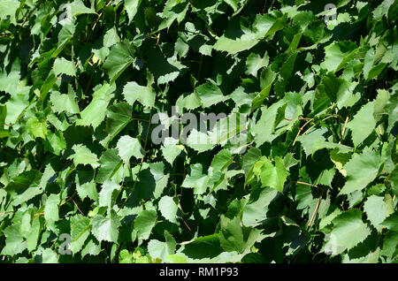 Textur einer Wand mit Efeu aus grünen Blättern in einem Weinberg in der Nähe überwuchert bis Stockfoto