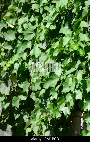 Textur einer Wand mit Efeu aus grünen Blättern in einem Weinberg in der Nähe überwuchert bis Stockfoto