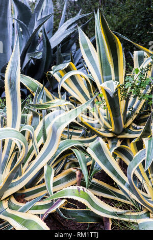 Bunte jahrhundert Agave (Agave Americana var. marginata) Es eine Blume Stiel nur einmal im Laufe seines Lebens produziert, nach zehn bis zwanzig Jahre. Stockfoto