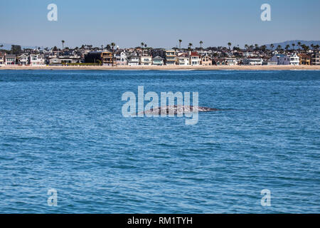 Eine junge Grauwale Oberflächen vor der Küste von Newport Beach Kalifornien während einer Walbeobachtungsfahrt Stockfoto