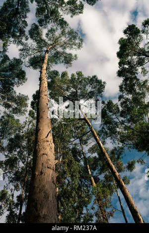 Zu hohe Bäume. Vertikale Ansicht. Sangregado Bäume können bis zu 18 - 20 m wachsen. Zipaquira, Kolumbien. Sep 2018 Stockfoto