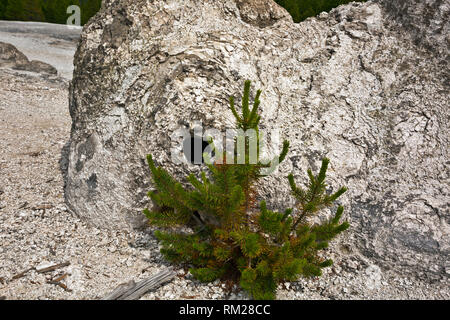 WY 03458-00 ... WYOMING - einen seitlichen Schlitz und einen jungen Baum Start neben einem schlafenden Geysir Kegel im Monument Geyser Basin in Yellowstone National Par zu wachsen Stockfoto