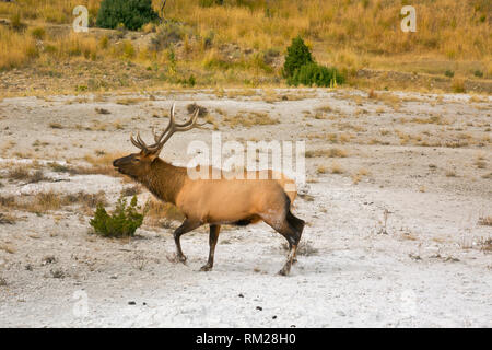 WY 03478-00 ... WYOMING - Bull elk seinen Harem bewacht von einem Challenger an Mammoth Hot Springs, Yellowstone National Park. Stockfoto