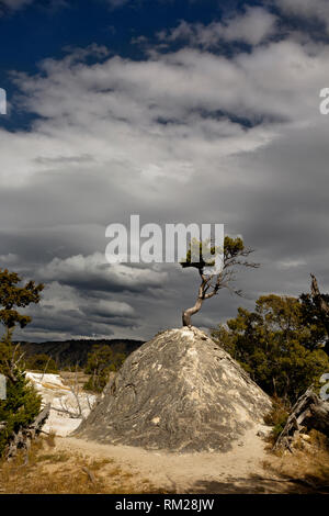 WY 03487-00 ... WYOMING - eine Trockene Travertin Damm mit einem Baum mutig heraus wachsen oben in Mammoth Hot Springs, Yellowstone National Park. Stockfoto