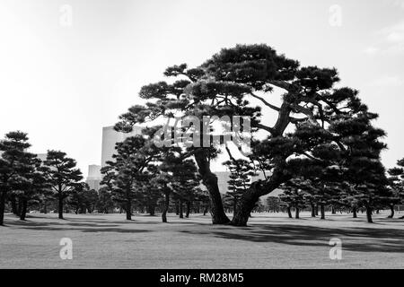 Japanische Schwarzkiefer auf dem Rasen des Imperial Palace, Tokio, Japan. Die Skyline von Tokio kann im Hintergrund gesehen werden. Stockfoto