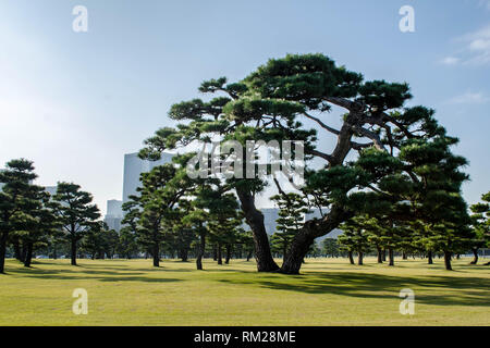 Japanische Schwarzkiefer auf dem Rasen des Imperial Palace, Tokio, Japan. Die Skyline von Tokio kann im Hintergrund gesehen werden. Stockfoto