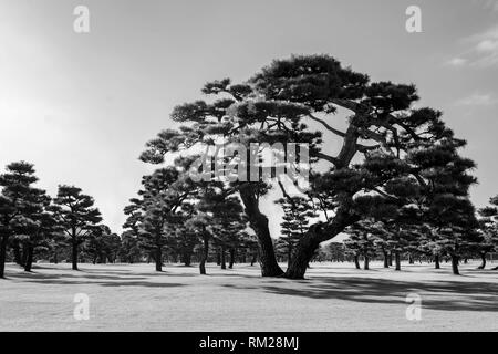 Japanische Schwarzkiefer auf dem Rasen des Imperial Palace, Tokio, Japan - Graustufen, Filter Grün Stockfoto