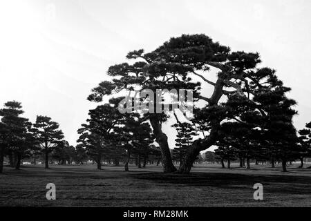 Japanische Schwarzkiefer auf dem Rasen des Imperial Palace, Tokio, Japan - Hoher Kontrast Graustufen mit einer blauen Filter Stockfoto