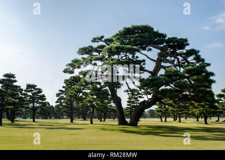 Japanische Schwarzkiefer auf dem Rasen des Imperial Palace, Tokio, Japan Stockfoto