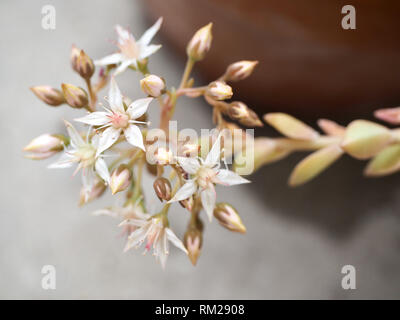 Süße kleine weiße saftige Blumen Stockfoto