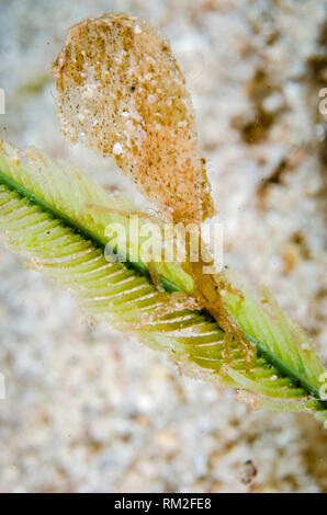 Dekorateur Krabben, unbeschriebene, große Stück Koralle während der Nacht tauchen, Adodo Jetty Dive Site, Kalbur Insel, in der Nähe von Tanimbar, vergessene Inseln, Stockfoto