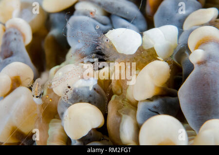 Eierschale Garnelen, Hamopontonia corallicola, Anemone auf Nachttauchgang mit Plankton getarnt, Adodo Tauchplatz, Maru Island, in der Nähe von Wayangan Insel, Ne Stockfoto