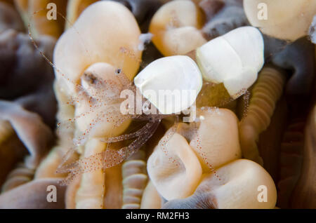 Eierschale Garnelen, Hamopontonia corallicola, Anemone auf Nachttauchgang getarnt, Adodo Tauchplatz, Maru Island, in der Nähe der Insel, in der Nähe von Wayangan Tanimbar, F Stockfoto