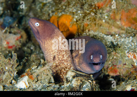 White-eyed Moray, Aal, Gymnothorax thyrsoideus, Paar in Bohrung, Laha Tauchplatz, Ambon, Molluccas, Banda See, Indonesien, Indischer Ozean Stockfoto