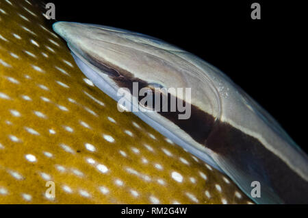 Schlanke Suckerfish, Echeneis naucrates, auf Blue-spotted-Puffer, Arothron caeruleopunctatus, Seraya House Reef Dive Site, Seraya, Bali, Indonesien, Indi Stockfoto