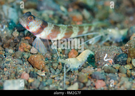 Fleckige Shrimpgoby, Amblyeleotris periophthalma, mit paar Aufschnappen Garnelen, Alpheus sp, Reinigung Gemeinschafts-Bohrung auf schwarzem Sand, Segara Tauchplatz, Sera Stockfoto