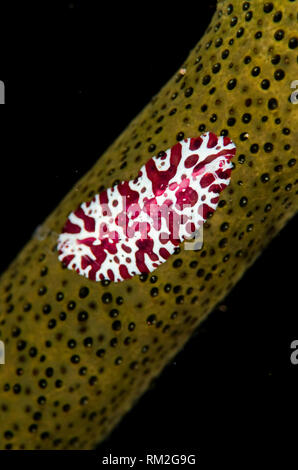 Kamm, Gelee, Coeloplana astericola, auf Luzon Sea Star, Echinaster luzonicus, Seraya House Reef Dive Site, Seraya, Bali, Indonesien, Indischer Ozean Stockfoto