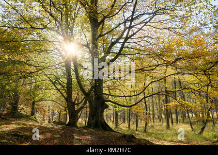 Buche und Sunburst im Herbst, Lake District, Keswick, Cumbria, England, Großbritannien Stockfoto