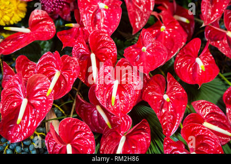 Orientalische Lilien Blumen an der Festa da Flor oder Spring Flower Festival in der Stadt von Funchal auf der Insel Madeira im Atlantischen Ozean der Portug Stockfoto