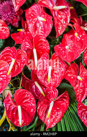 Orientalische Lilien Blumen an der Festa da Flor oder Spring Flower Festival in der Stadt von Funchal auf der Insel Madeira im Atlantischen Ozean der Portug Stockfoto