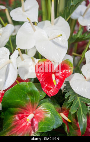 Orientalische Lilien Blumen an der Festa da Flor oder Spring Flower Festival in der Stadt von Funchal auf der Insel Madeira im Atlantischen Ozean der Portug Stockfoto