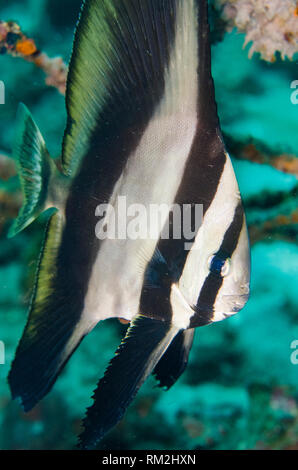 Platax teira Longfin Spadefish,, Jepun Tauchplatz, Candidasa, Bali, Indonesien, Indischer Ozean Stockfoto