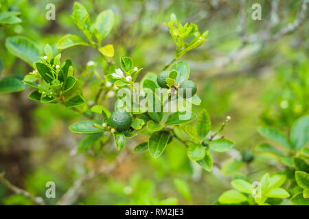 Grüne Limetten auf einen Baum. Kalk ist ein hybrid Zitrusfrüchte, die in der Regel rund, ca. 3-6 Zentimeter im Durchmesser und mit sauren Saft Vesikel Stockfoto