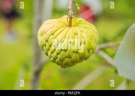 Junge Zucker Apple oder Custard Apple wächst am Baum im Werk von Thailand. cherimoya Stockfoto