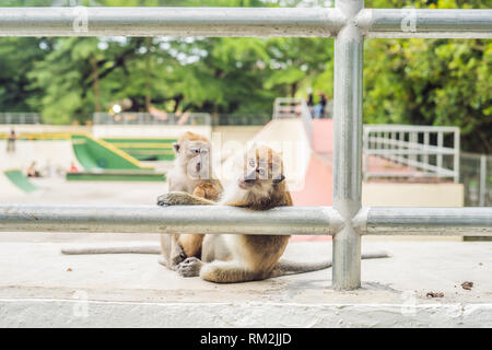 Zwei Affen sitzen auf einem Sportplatz und für Flöhe von einander Stockfoto