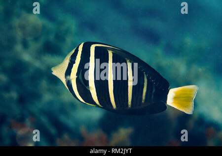 Pacific Sailfin Tang, Zebrasoma velifer, Ventilator Tauchplatz Neptuns, Wayil Insel, Misool, Raja Ampat (4 Könige), West Papua, IndonesiaIsland, Misool, Raj Stockfoto