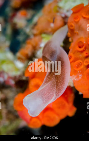 Schöne Headshield Slug, chelidonura Amoena, auf Korallen, Nachttauchen, Wagmab Tauchplatz, Balbulol Insel, Misool, Raja Ampat (4 Könige), West Papua, Indones Stockfoto