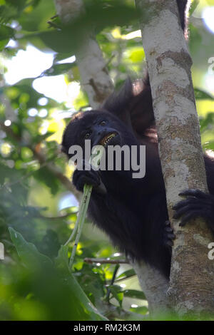 Brüllaffen im Baum essen ein Blatt Stockfoto