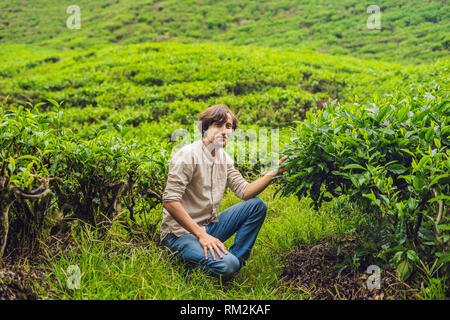 Männer Tourist auf einer Teeplantage. Natürliche, frische Teeblätter im Tee Bauernhof in Cameron Highlands, Malaysia. Ökotourismus Konzept Stockfoto