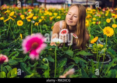 Eine junge Frau auf eine gerbera Farm. Anbau in Gewächshäusern. Ein Treibhaus mit gerbers. Daisy Blumen Pflanzen im Gewächshaus Stockfoto