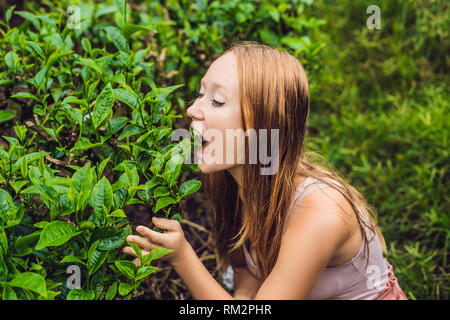 Frauen Tourist auf einer Teeplantage. Natürliche, frische Teeblätter im Tee Bauernhof in Cameron Highlands, Malaysia. Ökotourismus Konzept Stockfoto