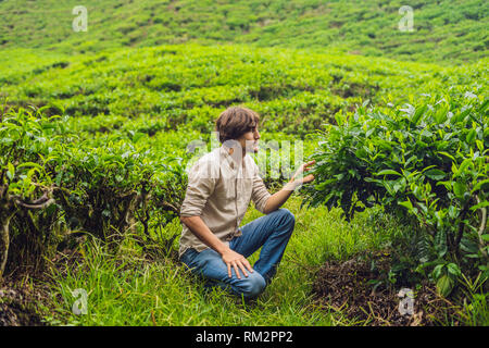 Männer Tourist auf einer Teeplantage. Natürliche, frische Teeblätter im Tee Bauernhof in Cameron Highlands, Malaysia. Ökotourismus Konzept Stockfoto