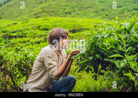 Männer Tourist auf einer Teeplantage. Natürliche, frische Teeblätter im Tee Bauernhof in Cameron Highlands, Malaysia. Ökotourismus Konzept Stockfoto