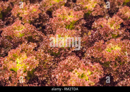 Rote Koralle Salat, Salat organische hydroponische Farm, Rot Salat, Rote Eiche. Frische rote Eiche Kopfsalat Stockfoto