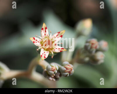 Sukkulente Pflanze mit niedlichen sternförmige Blüten, die roten Flecken Stockfoto