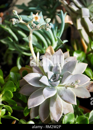 Sukkulente Pflanze mit niedlichen sternförmige Blüten, die roten Flecken Stockfoto