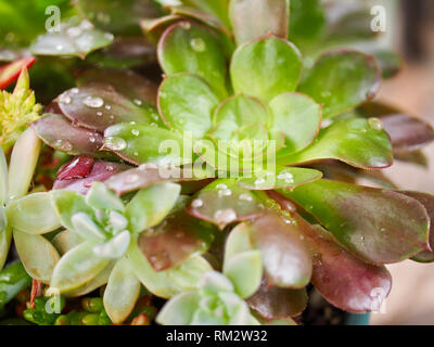 Regen fällt auf Sukkulenten aeonium nach dem Sturm Stockfoto