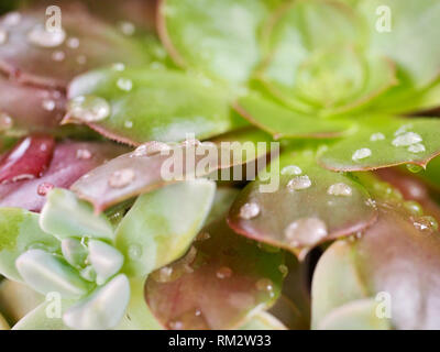 Regen fällt auf Sukkulenten aeonium nach dem Sturm Stockfoto