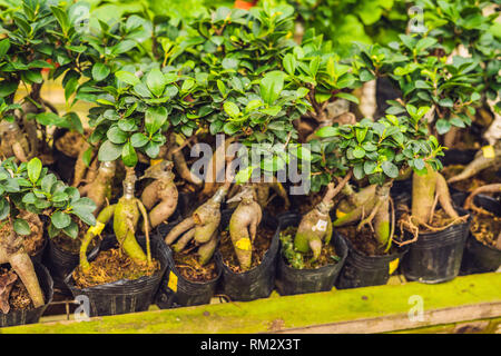 Eine Menge von Bonsai in Töpfen auf dem Markt Stockfoto