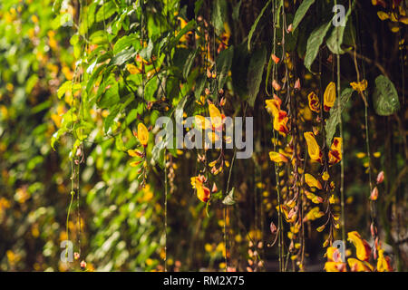 Helles orange Blüten in hängenden tropischen Garten Stockfoto