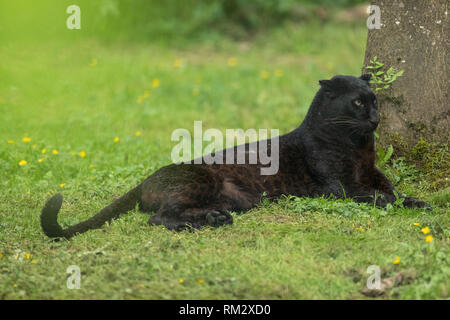 Black Panther im Dschungel Stockfoto