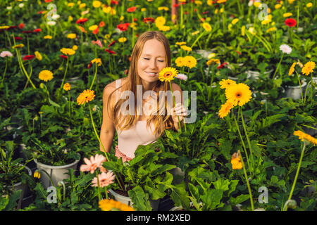 Eine junge Frau auf eine gerbera Farm. Anbau in Gewächshäusern. Ein Treibhaus mit gerbers. Daisy Blumen Pflanzen im Gewächshaus Stockfoto