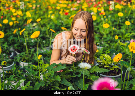 Eine junge Frau auf eine gerbera Farm. Anbau in Gewächshäusern. Ein Treibhaus mit gerbers. Daisy Blumen Pflanzen im Gewächshaus Stockfoto