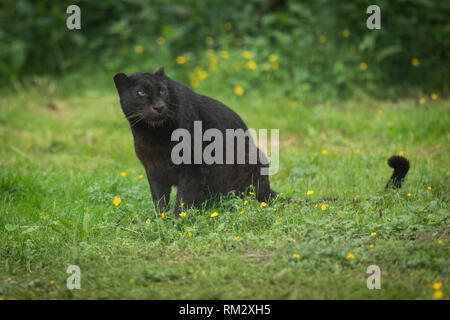 Black Panther im Dschungel Stockfoto