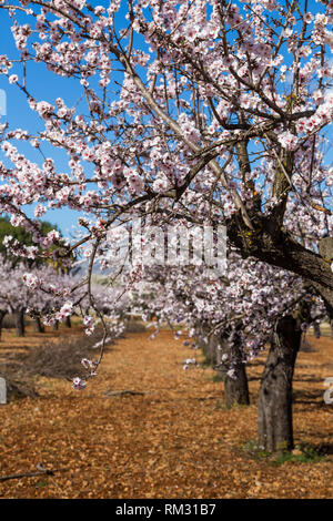 Mandelblüte, Prunus dulcis im Jalontal, Costa Blanca, Spanien Stockfoto