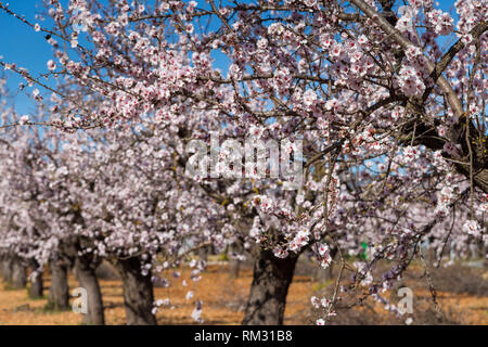 Mandelblüte, Prunus dulcis im Jalontal, Costa Blanca, Spanien Stockfoto